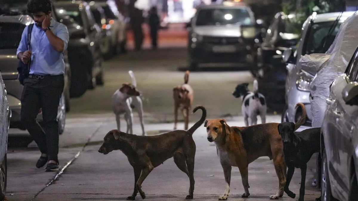 Supreme Court Revises Stray Dog Order After Public Outcry – Fashion collection