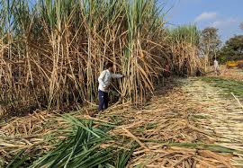 Ethanol Production Gets Boost: India Allows Use of Sugarcane Juice & Molasses – Fashion collection